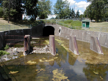 Finger dam in Delaware Park showing algae and general yuck
