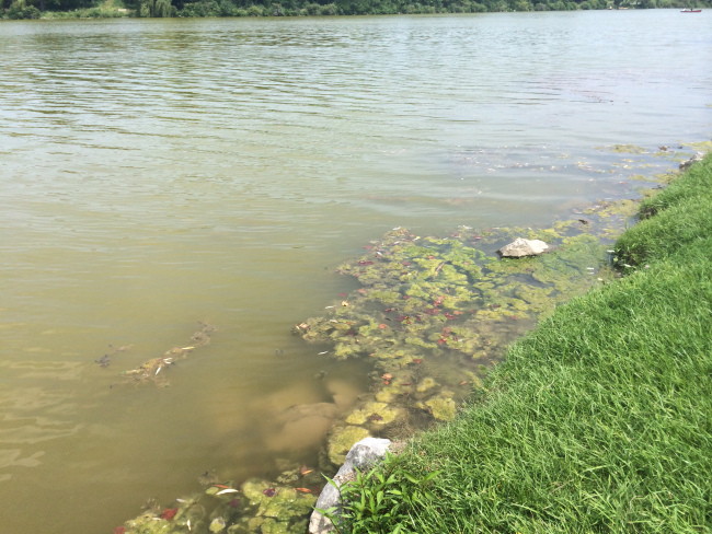 Photograph of the edge of Hoyt Lake showing turbid, nasty looking water and somehow they managed not to get any of the dead fish.